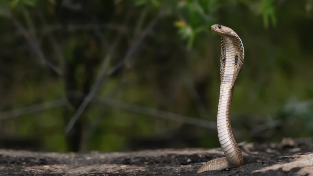 Tödlicher Schlangenbiss – Hast du das richtige Antiserum?